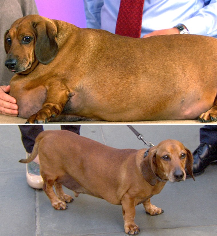Obie the dachshund showed off his newly-svelte physique on TODAY after undergoing a remarkable transformation, shedding 54 pounds from his peak of 77 pounds in 2012.
