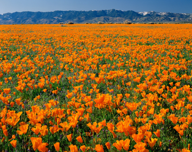 Image: Antelope Valley