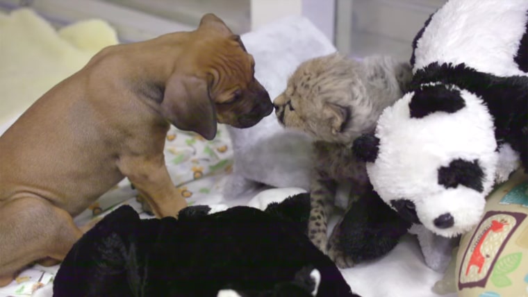 A cheetah and puppy become friends at the San Diego Zoo