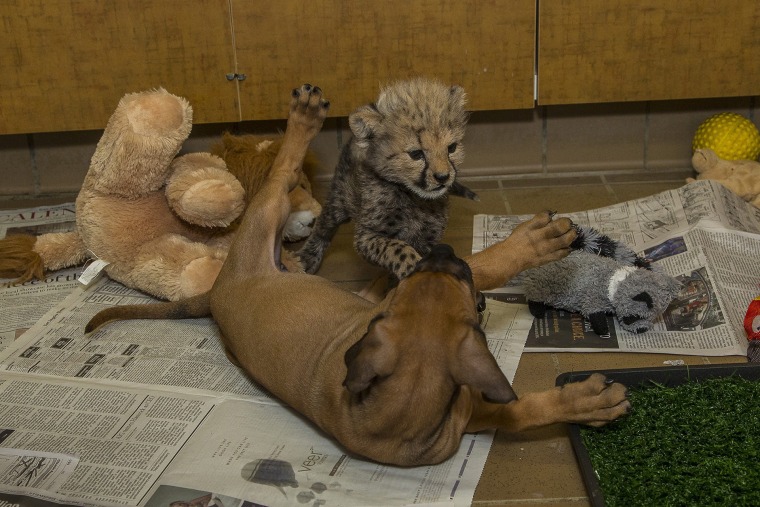 Cheetah and pup