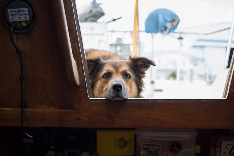 This rescued dog named Reggie lives aboard a 27-foot sailboat in Florida with Katie Smith.