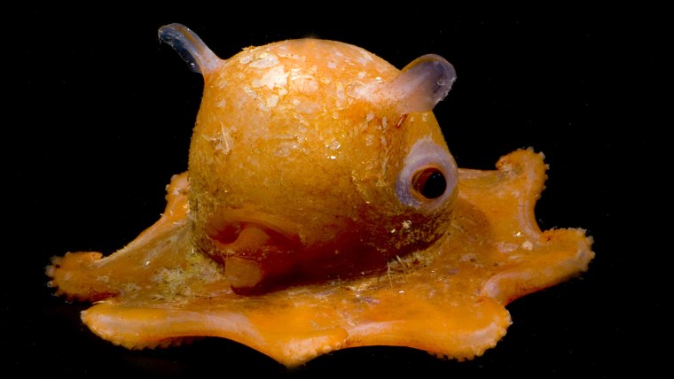 Image: A Dumbo octopus