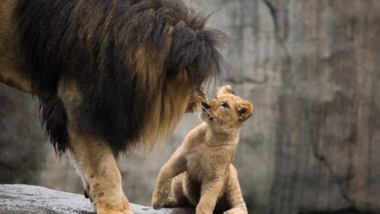Lion cub meets her dad for the first time.