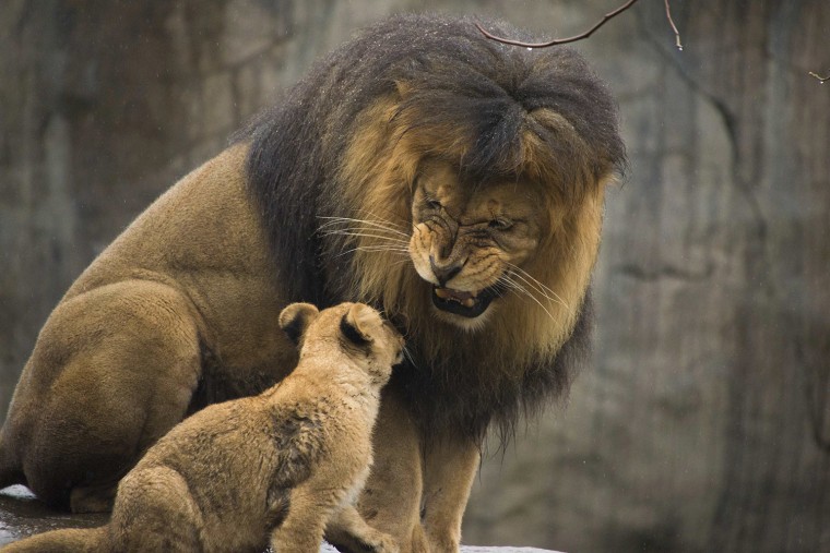 Zawadi plays with his cubs for the first time in the Oregon Zoo's habitat on Feb. 27.