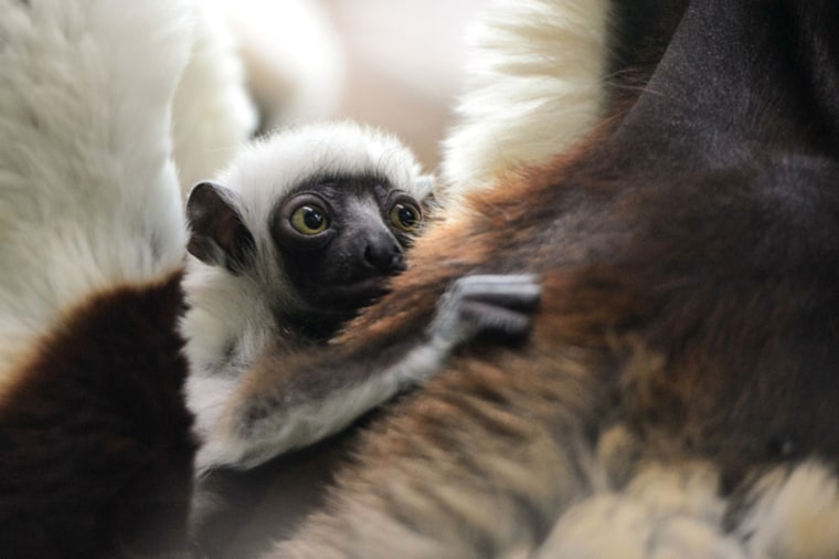 Baby Kapika holds onto her mother at the Primate House at the Saint Louis Zoo.