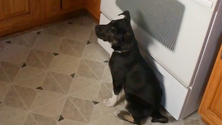 Hunter led his owner to the kitchen, where the stove was leaking gas.