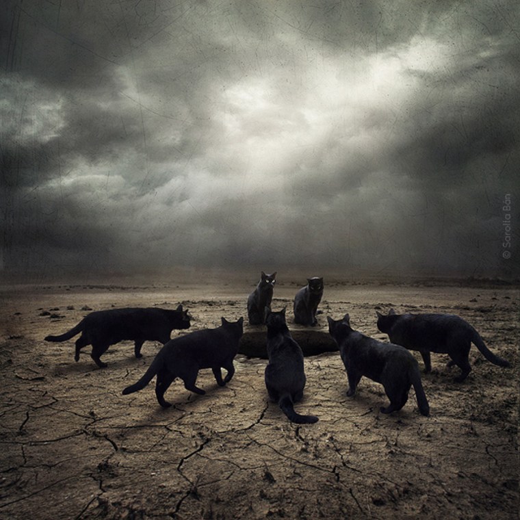Black cats seem to take on a mystical quality in this evocative landscape.