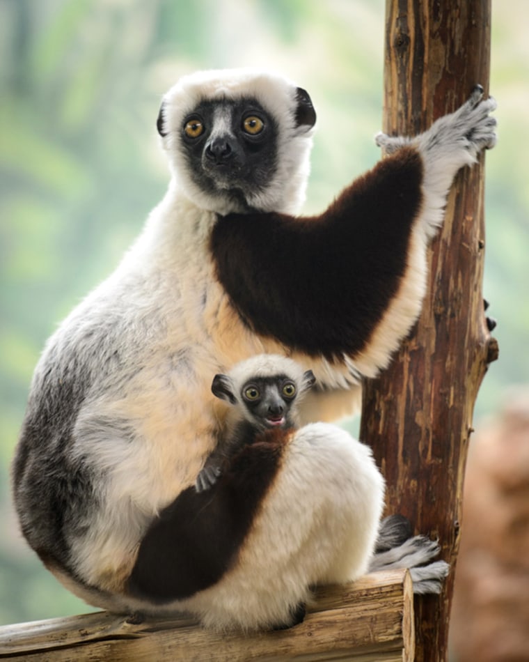 The female baby sifaka was born at the Saint Louis Zoo's Primate House on Jan. 21, 2014. Her name Kapika means \"peanut\" in Malagasy.