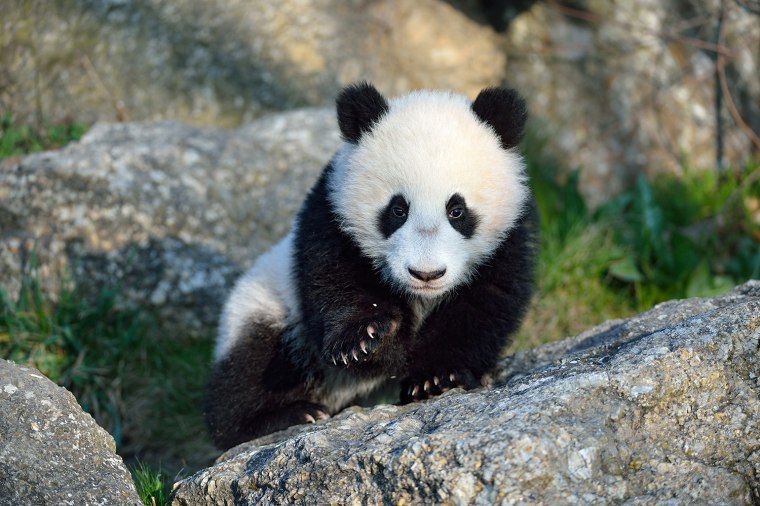 Fu Bao takes his first steps outside of his enclosure at the Tiergarten Schonbrunn Zoo in Vienna, Austria.