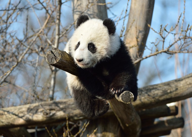 Baby Fu Bao takes in the view from his perch in his enclosure at the Schonbrunn Zoo. The seven-month-old panda was allowed to explore outdoors for the...