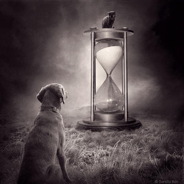 A shelter cat and dog ponder the passing of time in this image.