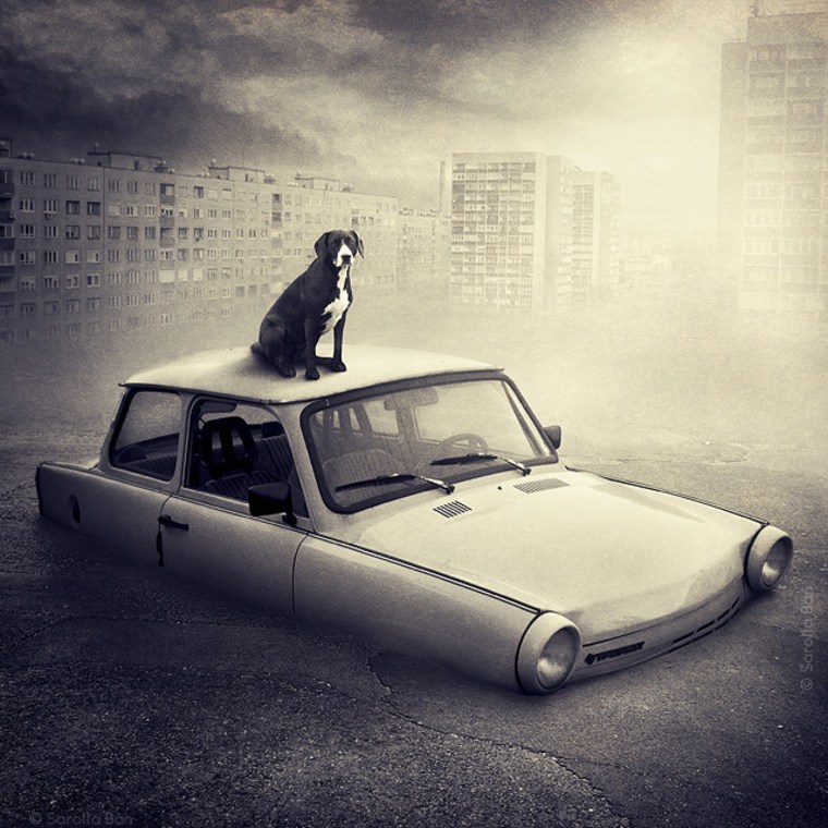 A shelter dog is a sweet sign of life atop an abandoned car in this barren landscape.