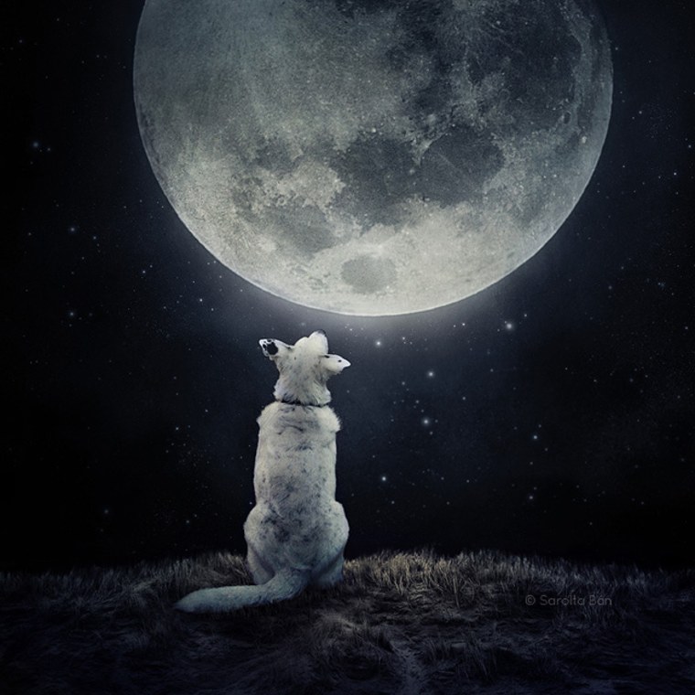 The photographer cites this image of a dog basking in moon glow as her personal favorite of all time, “because my sister will soon give birth to her first child and they have this picture in their bedroom,” she told TODAY.com.