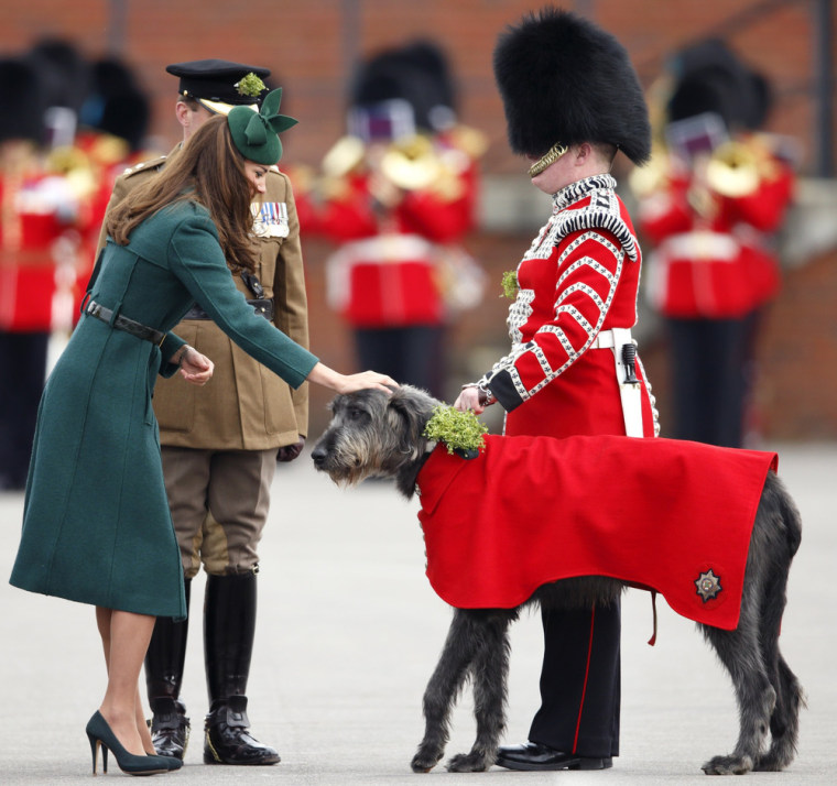 The Duchess of Cambridge presents a shamrock to Domhnall, the Irish wolfhound regimental mascot.
