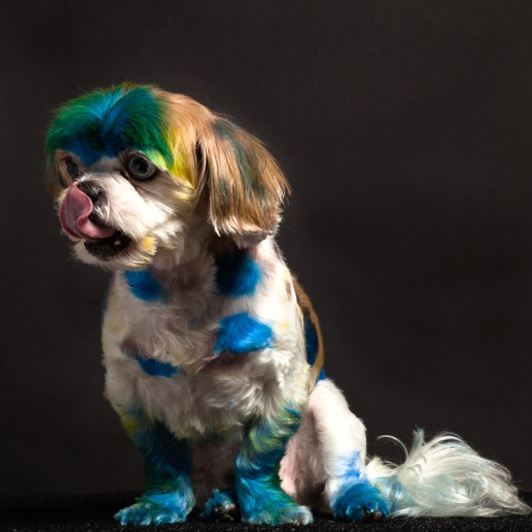 Dogs can have styles that include multiple colors.