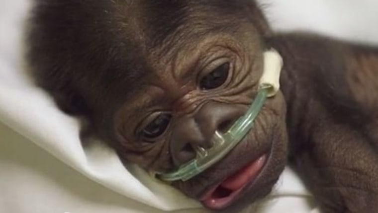 Baby gorilla battles pneumonia