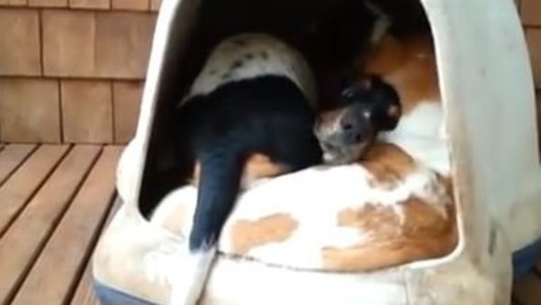 Dogs nap in dog house.