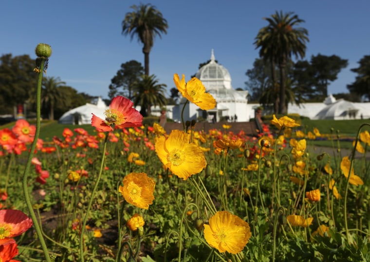 Flowers are shown blooming at the Conservatory of Flowers in the Golden Gate Park in San Francisco, California March 20, 2014. Spring officially began...