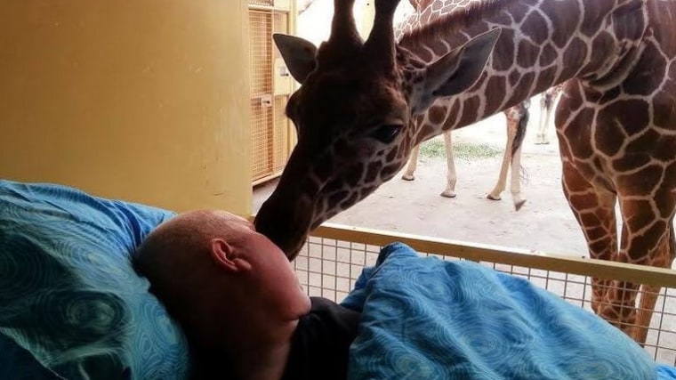 Giraffe kisses dying zoo keeper.