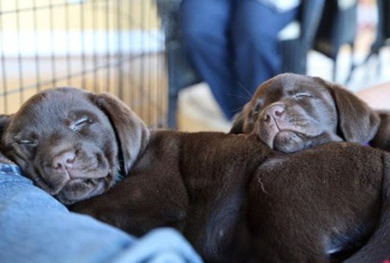Puppies napping.