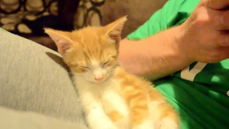 Sleepy kitten is a YouTube star.