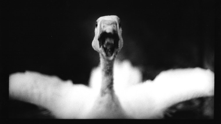 London based artist Giacomo Brunelli has spent years chronicling animals through his spooky street photography lens.
