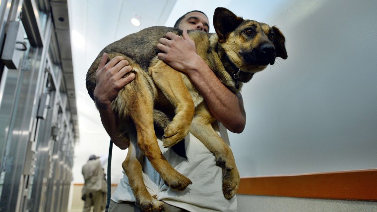 Washington Animal Rescue League Shift Supervisor Miles Gray carries a stray dog rescued from Sochi to its den at the league's shelter.