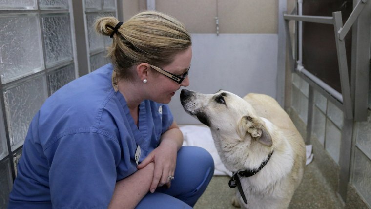 Washington Animal Rescue League Intake Director Maureen Sosa visits with a stray dog from Sochi, Russia, inside its 'doggie den' at the league's shelter on Thursday. The league partnered with Humane Society International to bring 10 rescued dogs from Sochi.