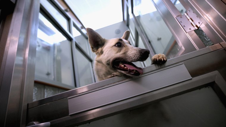 A stray dog from Sochi get acclimated to its 'doggie den' after arriving at the Washington Animal Rescue League shelter on Thursday.