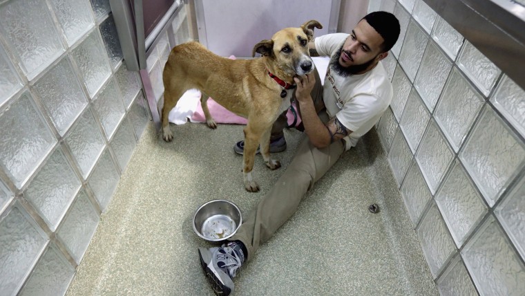 Washington Animal Rescue League Shift Supervisor Miles Gray pets a stray dog from Sochi at the league's shelter on Thursday.