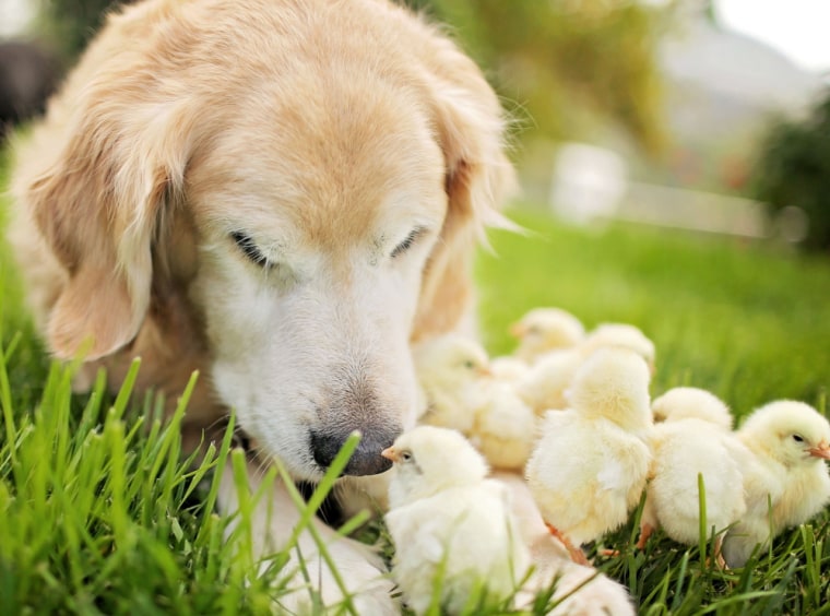 Dog snuggles with chicks.