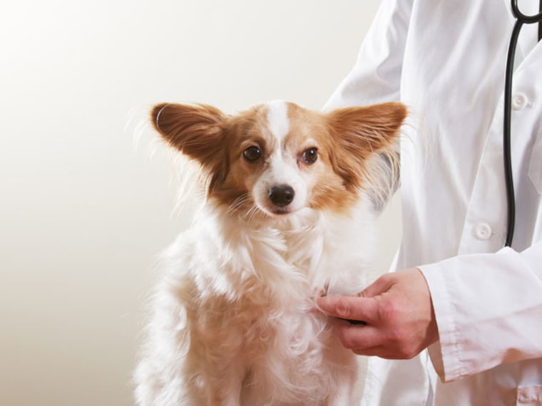 What veterinarian wishes you knew