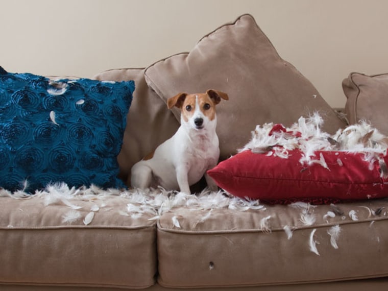 Tips to Stop Pets From Destroying Your Nice Stuff