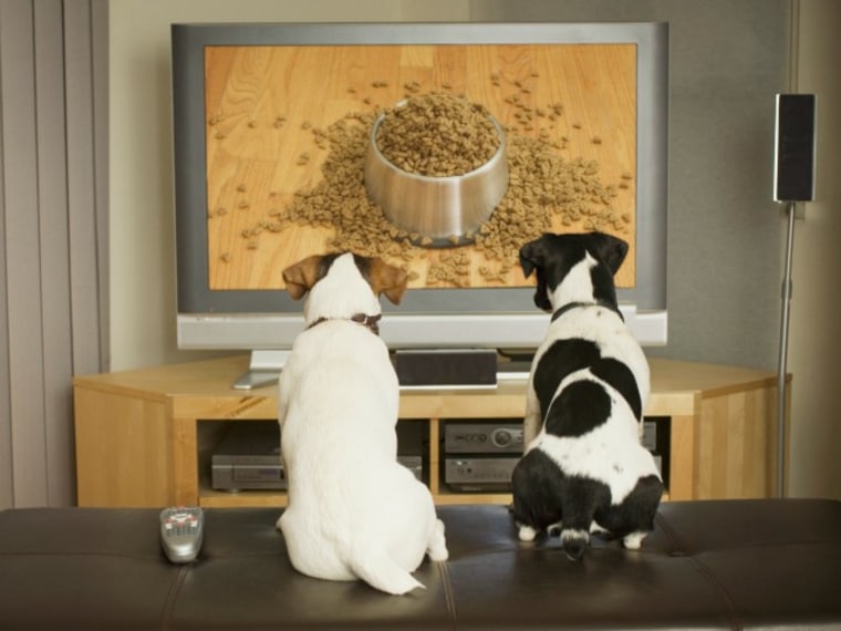 Shows We'd Like to See on Dog TV