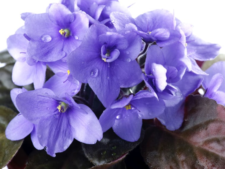 African Violet indoor flowering plants