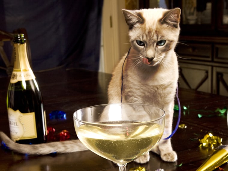 Now You And Your Cat Can Drink Wine Together