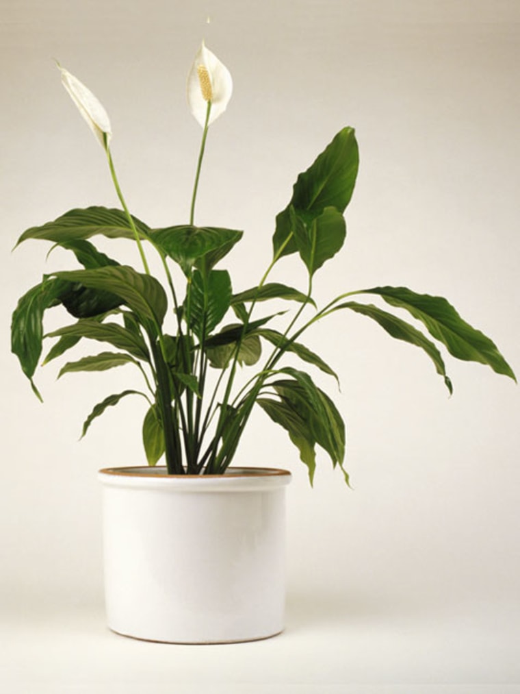 Peace Lily indoor flowering plants