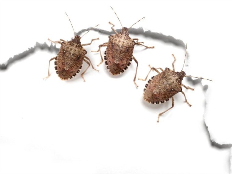 how to get rid of stink bugs