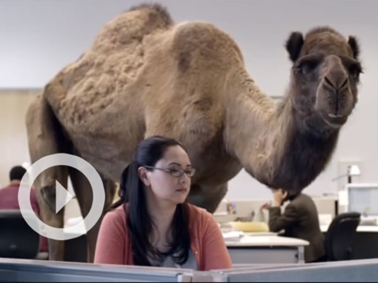 Kids Are Obsessed With the Geico Hump Day Camel
