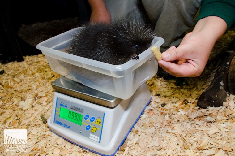 The female North American porcupine, known as a porcupette.