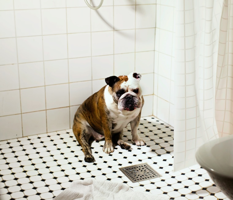 A bulldog finds his way into the shower.
