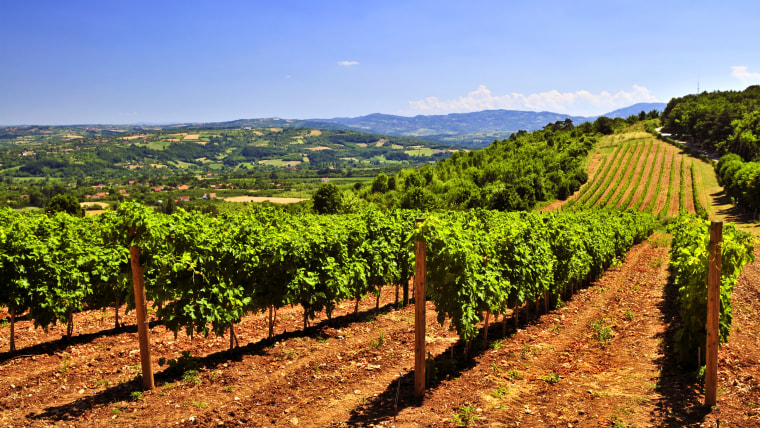 Bargain wine regions in Europe