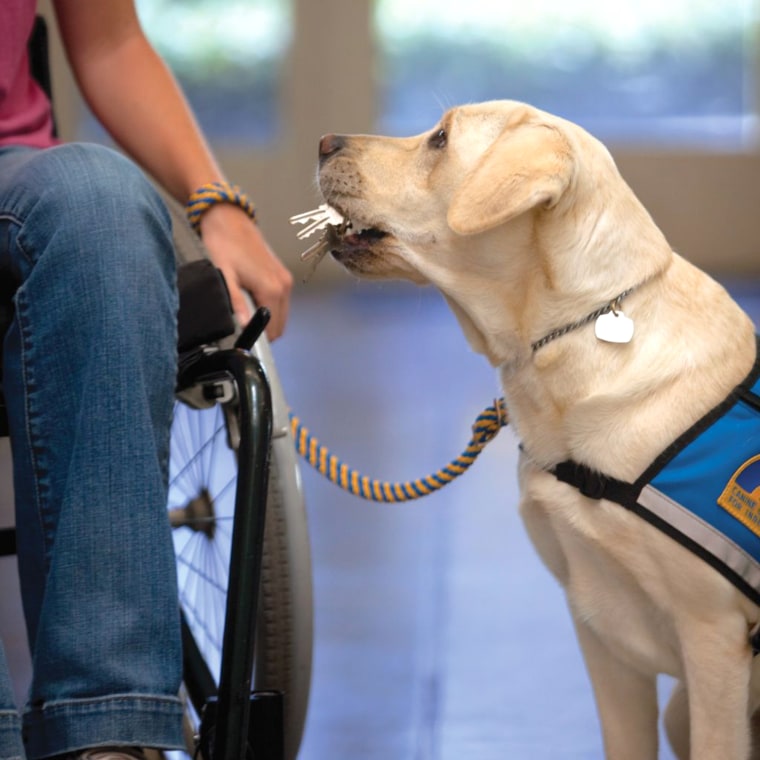Service dog holding a set of keys in mouth