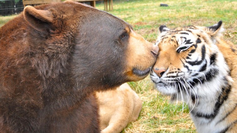 Animals that would have been mortal enemies in the wild, the 'BLT' can often be seen nuzzling and showing affection toward one another.