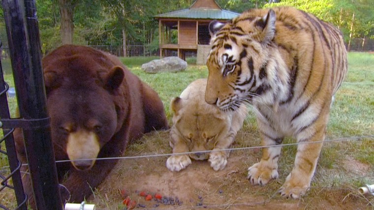 The trio is believed to be the only bear, lion and tiger that live together in the world, according to the manager of animal husbandry at George's Noah's Ark non-profit.