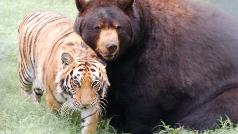 The founder of the Noah's Ark Animal Rehabilitation Center in Georgia believes the 'BLT' can teach humans a lesson about friendship.