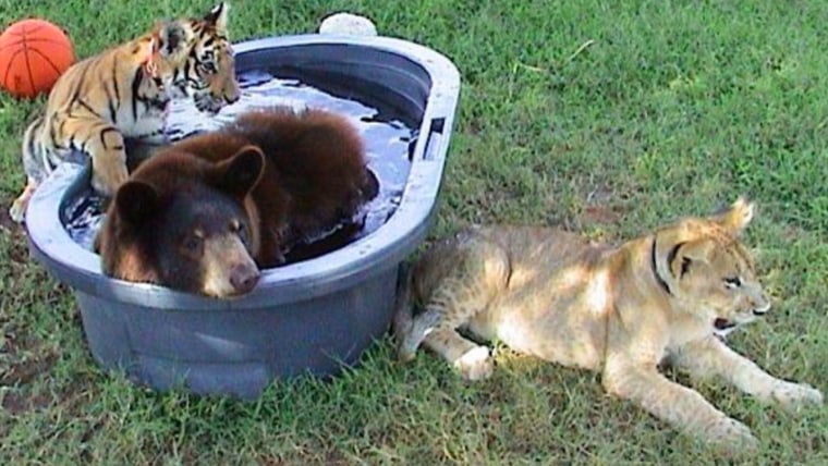 Baby Tiger & Baby Lion Become Besties