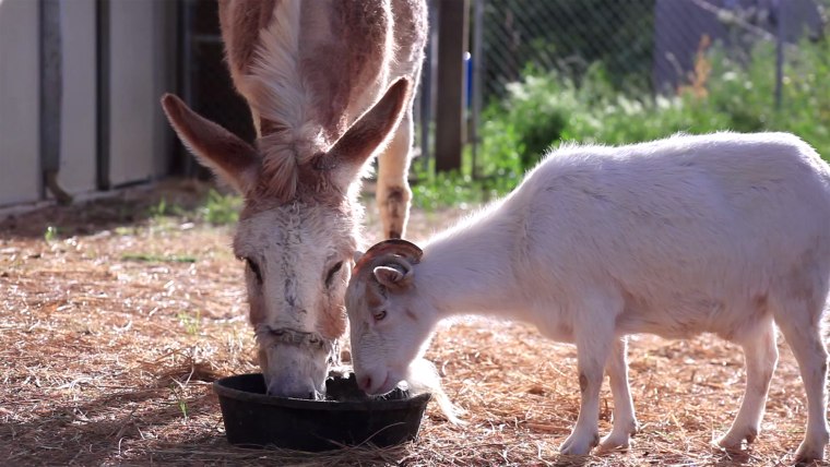 Image: Jellybean the burro and Mr. G the goat are able to live together once and for all.