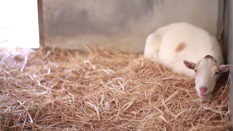 Image: Mr. G the goat sits alone in his stall