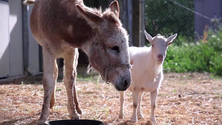 Image: Jellybean the burro and Mr. G the goat reunited at an animal sanctuary